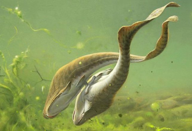 Placoderms Had Legs For Sex and Spawned A New Position