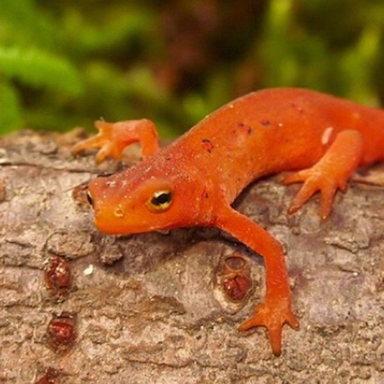 Salamanders Give an Arm and a Leg to Help Humans Without One