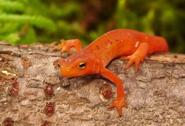 Salamanders Give an Arm and a Leg to Help Humans Without One