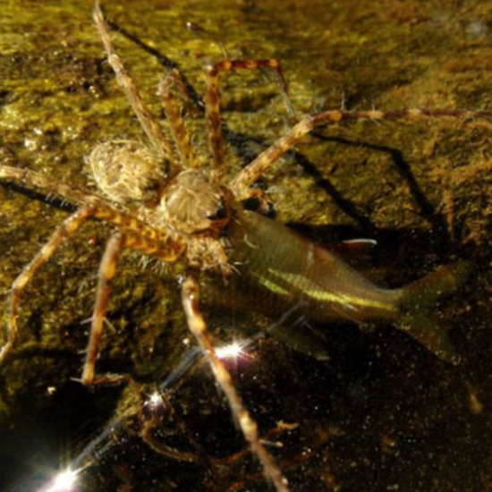 Spiders Go Fishing – Do They Lie and Drink Beer Too?