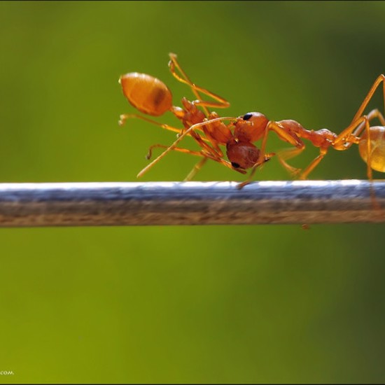 Ants Bring Out Their Dead to Stay Alive – Call Monty Python!
