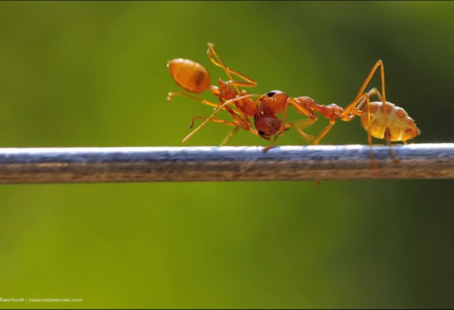 Ants Bring Out Their Dead to Stay Alive – Call Monty Python!