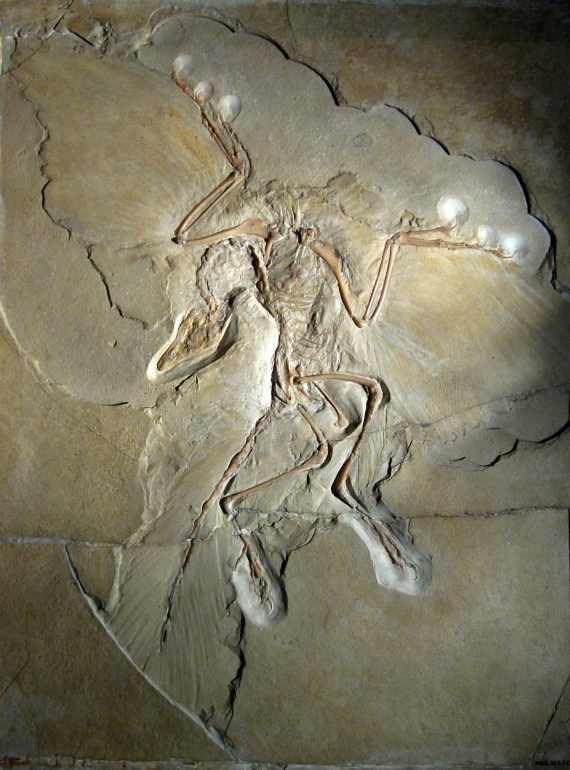 Archaeopteryx lithographica Berlin specimen 570x770