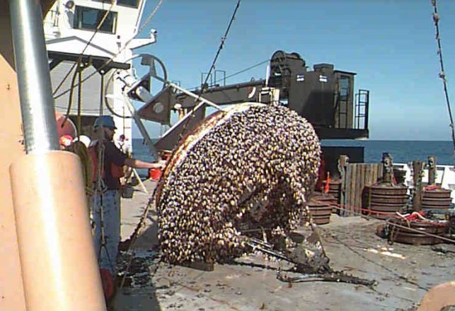 Barnacle Superglue Finally Comes Unglued