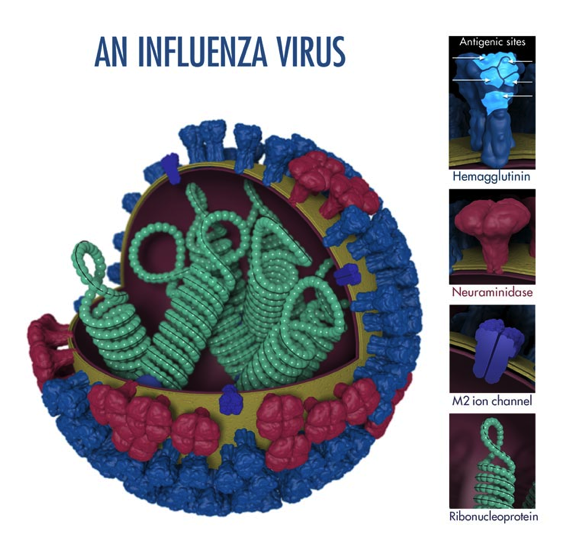 Anatomy of a flu virus. Image: CDC