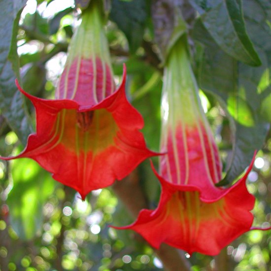 Ouija Board Possession Linked to Brugmansia