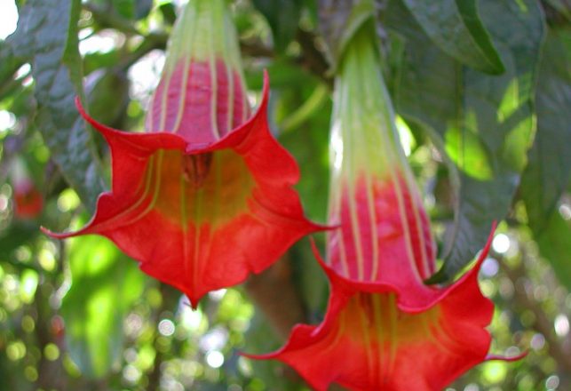 Ouija Board Possession Linked to Brugmansia