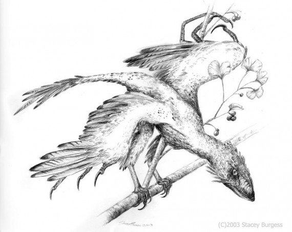 Scansoriopteryx by Andalgalornis 570x454
