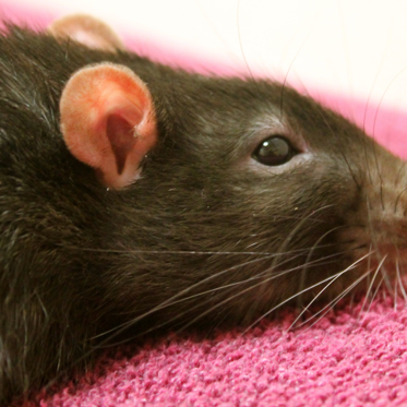 Study: Rats Regret Bad Decisions