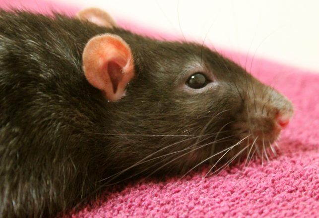 Study: Rats Regret Bad Decisions