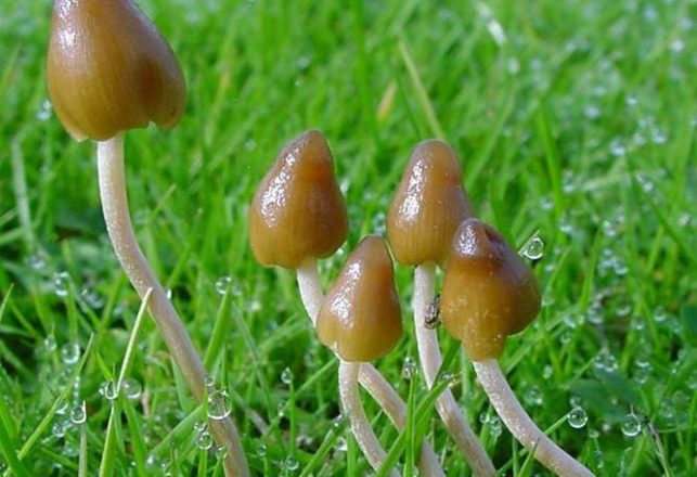 A Look Inside a Brain on Magic Mushrooms