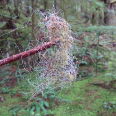 No Bigfoot DNA Identified in Call for Hair Samples