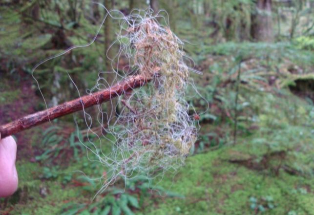 No Bigfoot DNA Identified in Call for Hair Samples