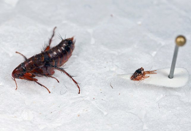 First Confirmed Photos of a Live Bigflea!