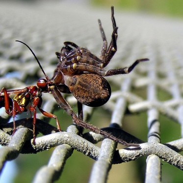 Wasp Feeds Live Spiders to Babies in Nest Made of Dead Ants