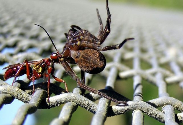Wasp Feeds Live Spiders to Babies in Nest Made of Dead Ants