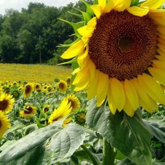 Russian Crop Circle Is Bad News For Sunflowers