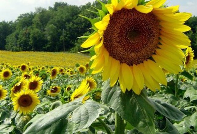 Russian Crop Circle Is Bad News For Sunflowers