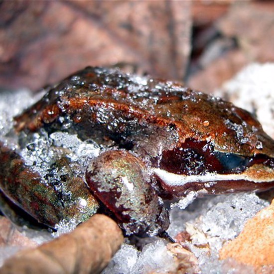 Frozen Frogs Hit New Lows But Come Back Stronger Than Ever