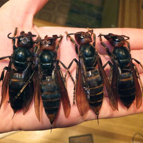Giant Killer Hornet on a Leash – What Could Go Wrong?