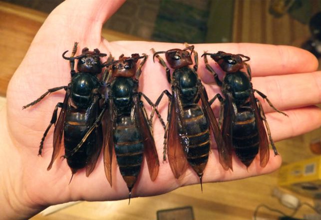 Giant Killer Hornet on a Leash – What Could Go Wrong?