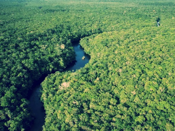 Amazon-Rainforest-Wallpaper-HD-11