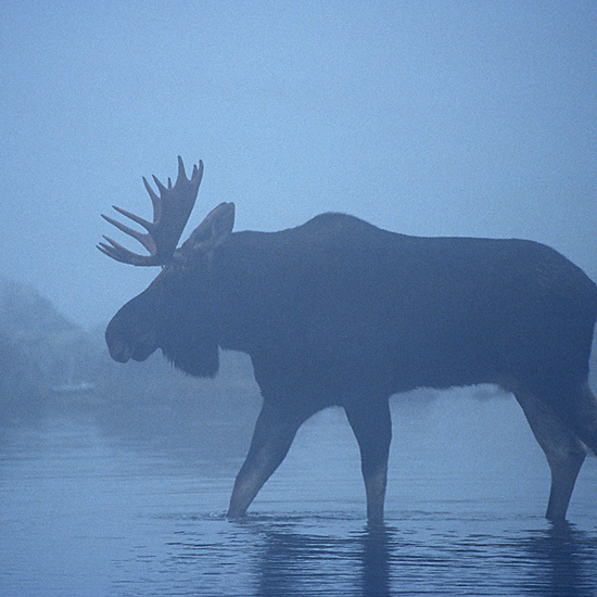 The Spectral Moose of Maine