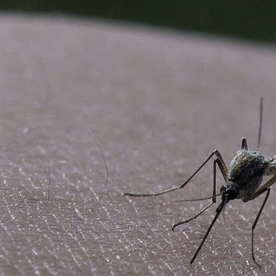 Why Mosquitos Are Humanity’s Deadliest Enemy