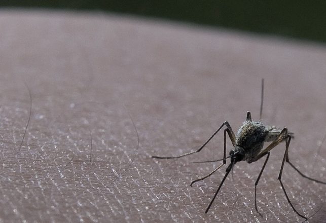 Why Mosquitos Are Humanity’s Deadliest Enemy
