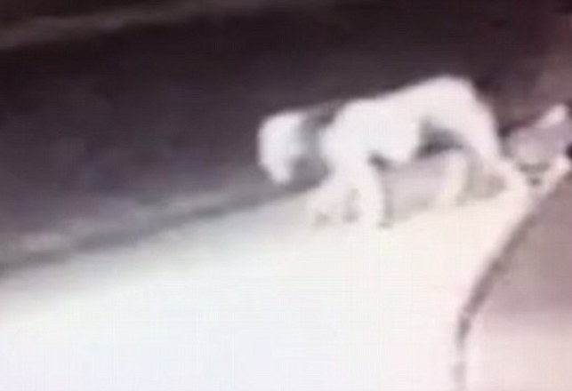 If It’s Not a Mountain Lion, What Is It?