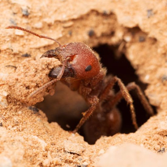 Ants May Be The Solution to Global Warming