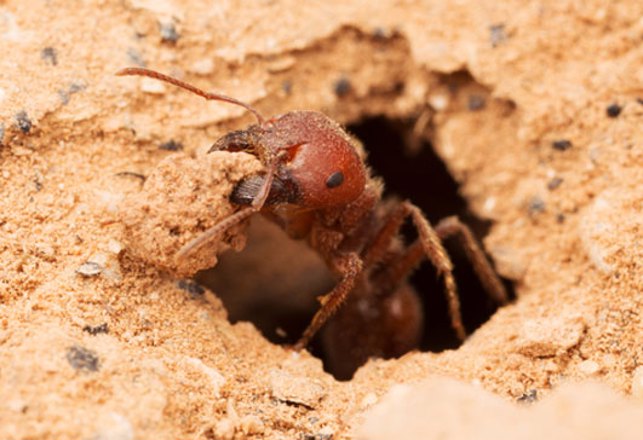 Ants May Be The Solution to Global Warming