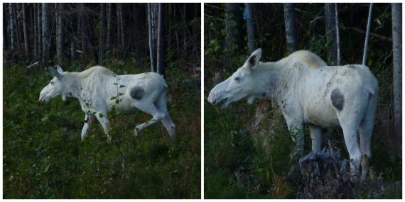 White moose collage 570x285