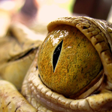 The Horrific Crocodile Massacre of Ramree Island