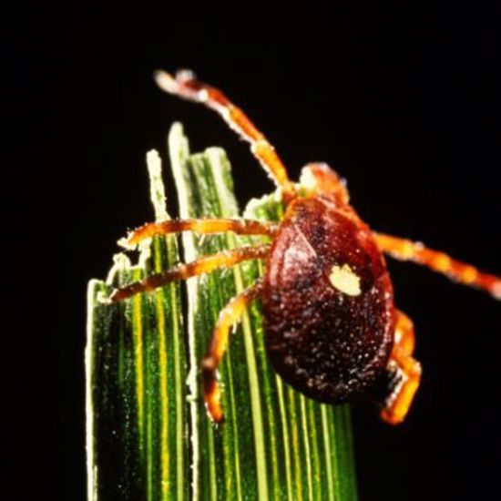 The Tick That Turns Carnivores Into Herbivores