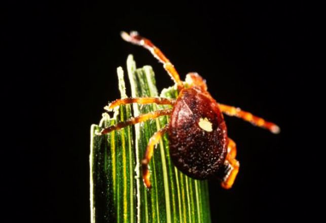The Tick That Turns Carnivores Into Herbivores