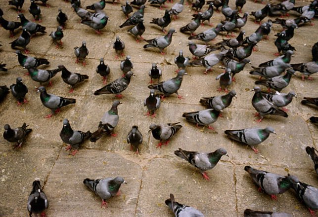 Neanderthals Nibbled on Pigeon Nuggets