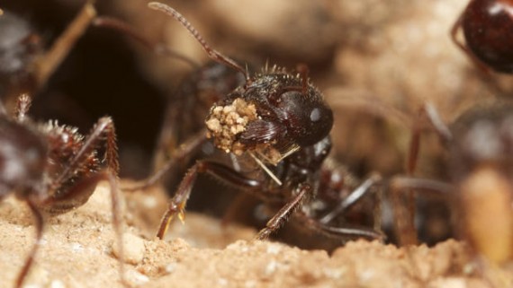 rough harvester ant carrying sand 570x321