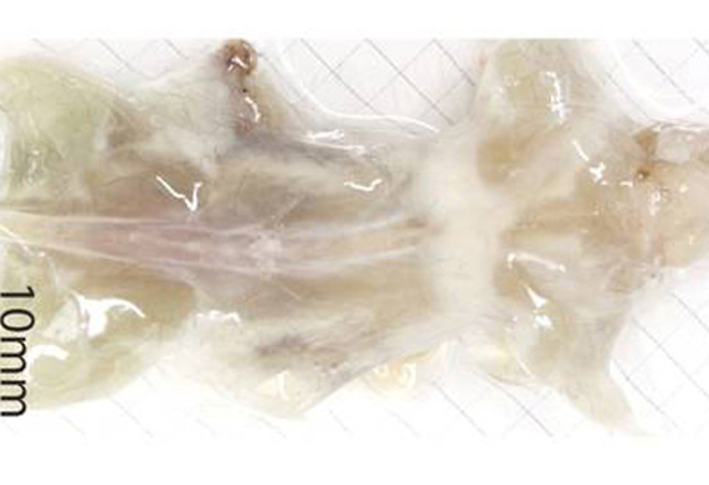 See-Through Mouse is Good for Science, Bad for Cats