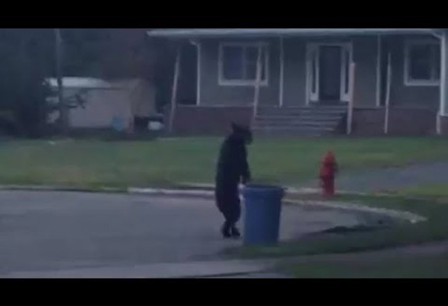 Is This a Bear, a Costumed Human or Something Else?