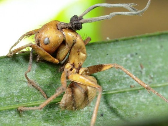 zombie ant on leaf 570x427