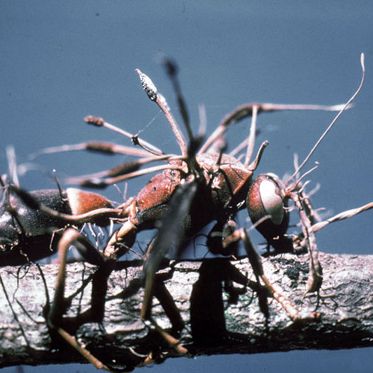 Fungus Turns Ants Into Zombie Antpocalypse