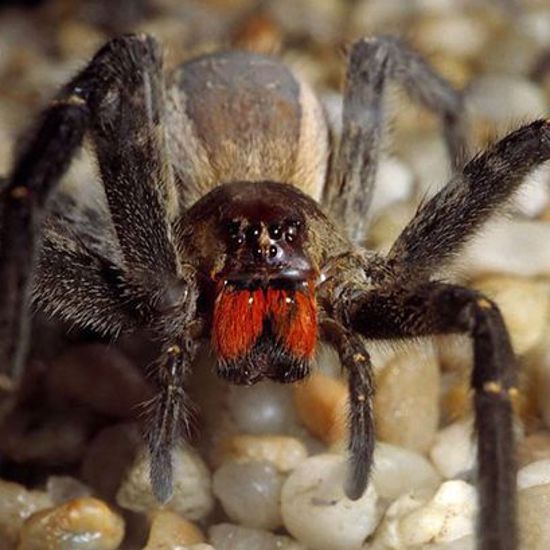 Can This Spider Kill You Over a Bunch of Bananas?