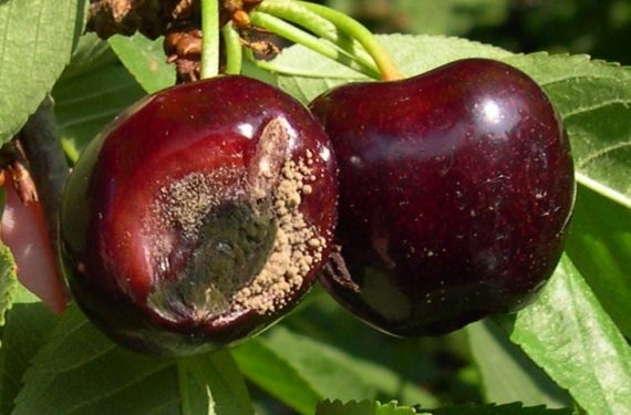 Cherry brown rot