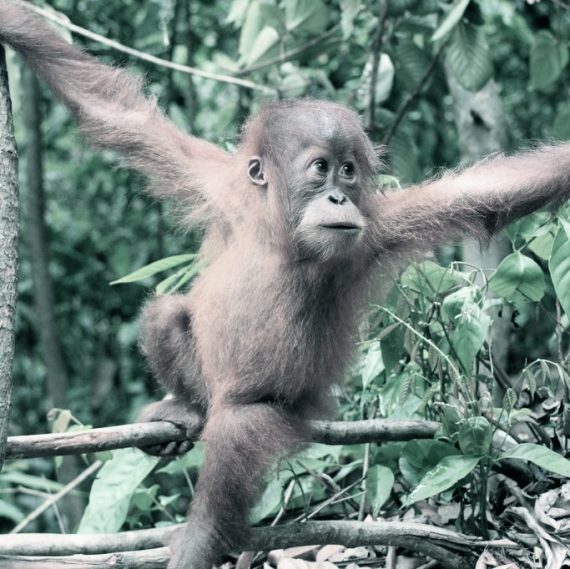 Young Sumatran Orangutan 2007 Michael Catanzariti cc by sa 570x569