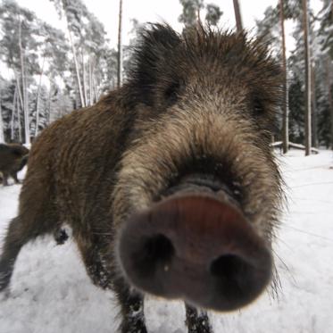 Is Chernobyl Turning Germany’s Wild Boars Into Hogzillas?