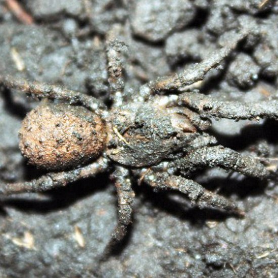 Spider Creates Its Own Camouflage With Dirt and Dust