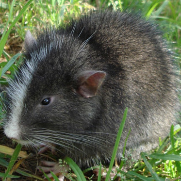 Extinct Giant Rat Returns To Machu Picchu