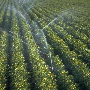 Veggies Getting Drugged From Treated Wastewater