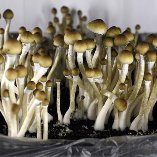 Can Magic Mushrooms Replace the Nicotine Patch?